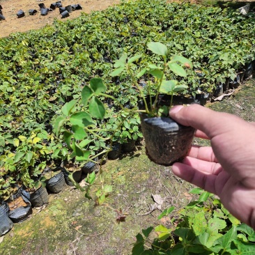 小袋爬山虎