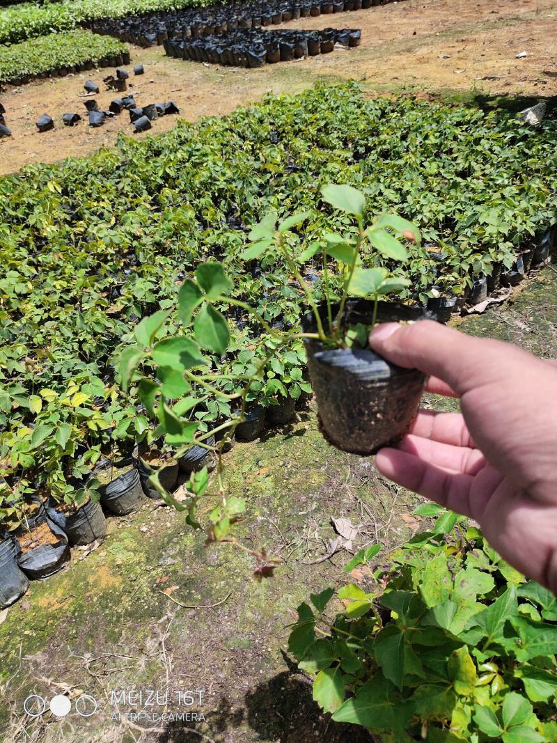 小袋爬山虎