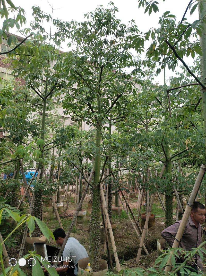 美人树