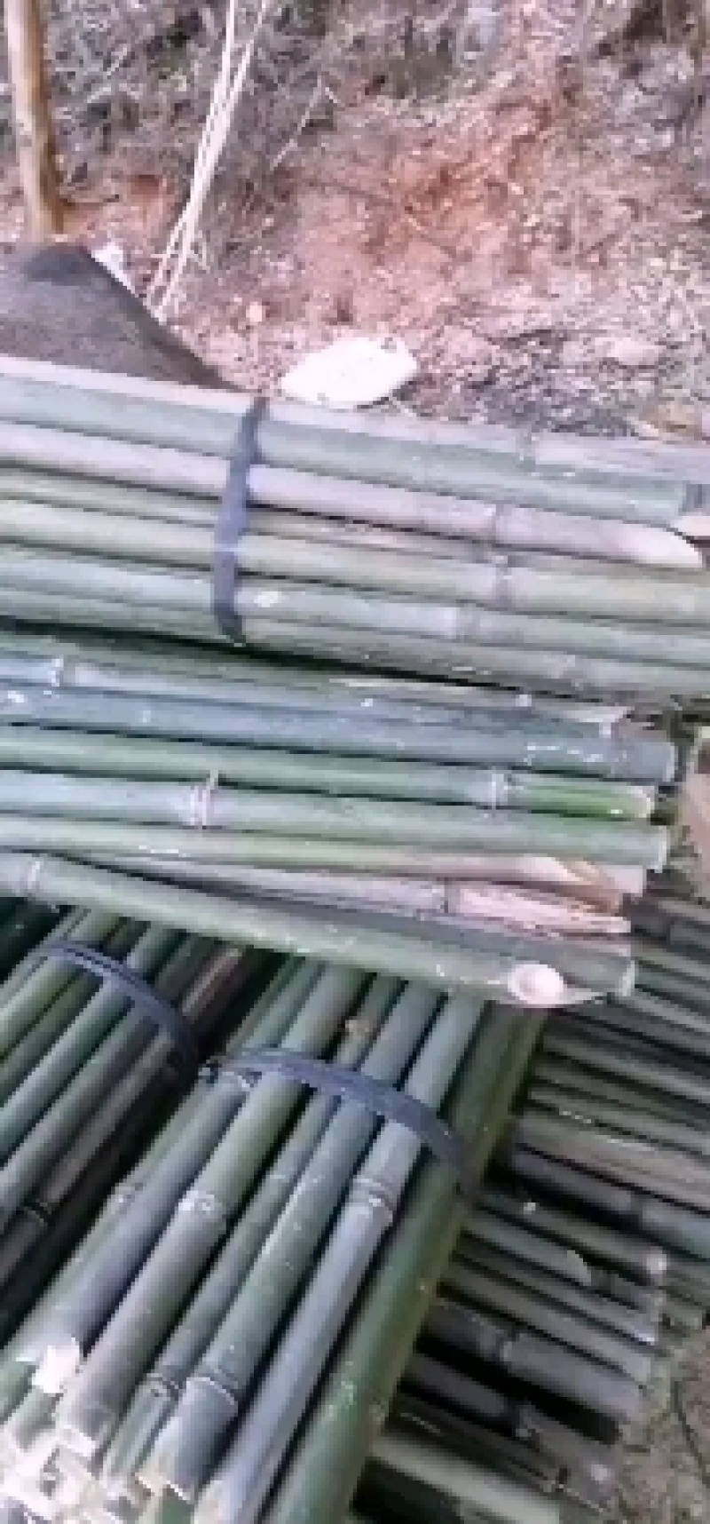 果撑，竹竿，撑果杆竹，沃柑，砂糖橘。。。