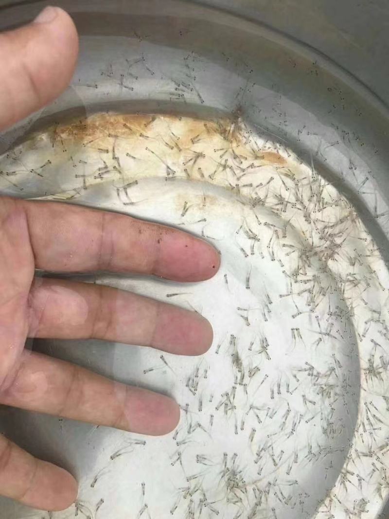翘嘴鱼苗翘嘴鲌白鱼苗刁子鱼米翘壳淡水路亚养殖活体食用翘壳