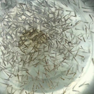 翘嘴鱼苗翘嘴鲌白鱼苗刁子鱼米翘壳淡水路亚养殖活体食用翘壳