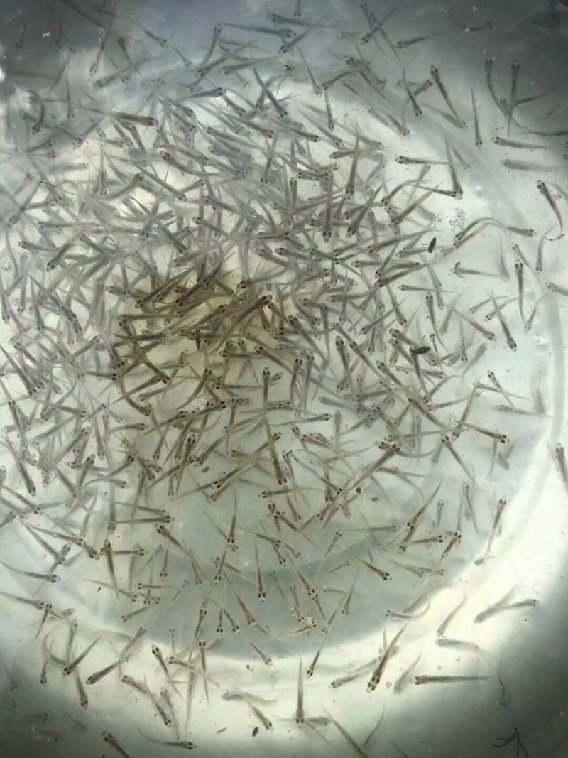 翘嘴鱼苗翘嘴鲌白鱼苗刁子鱼米翘壳淡水路亚养殖活体食用翘壳