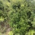 江西正宗三叶大小赤楠树绿化观观旅游美观