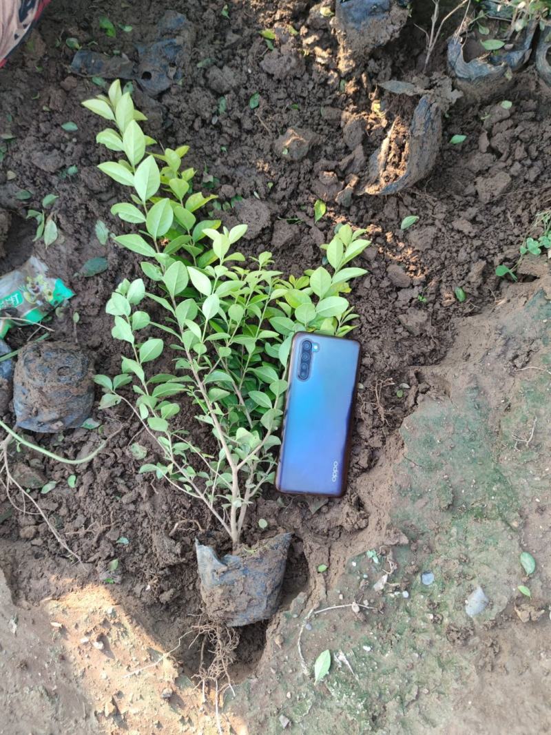 金叶女贞，盆栽苗，大量有货，基地直发，一手货源