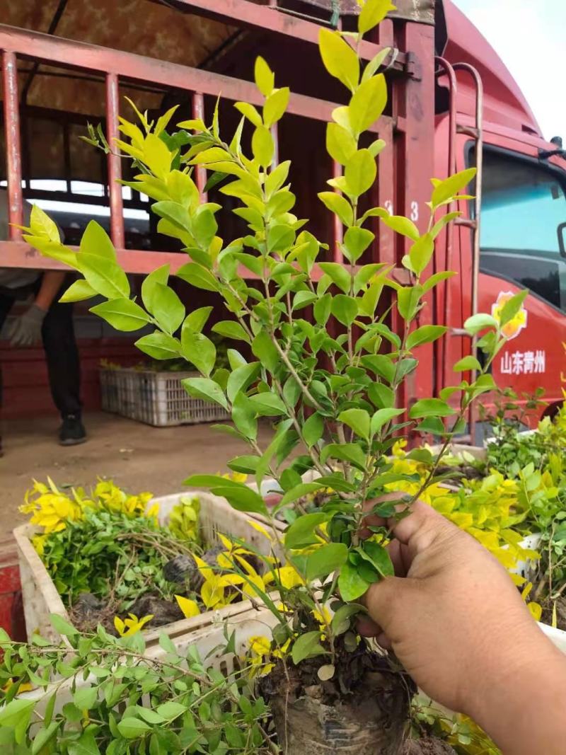 金叶女贞，盆栽苗，大量有货，基地直发，一手货源