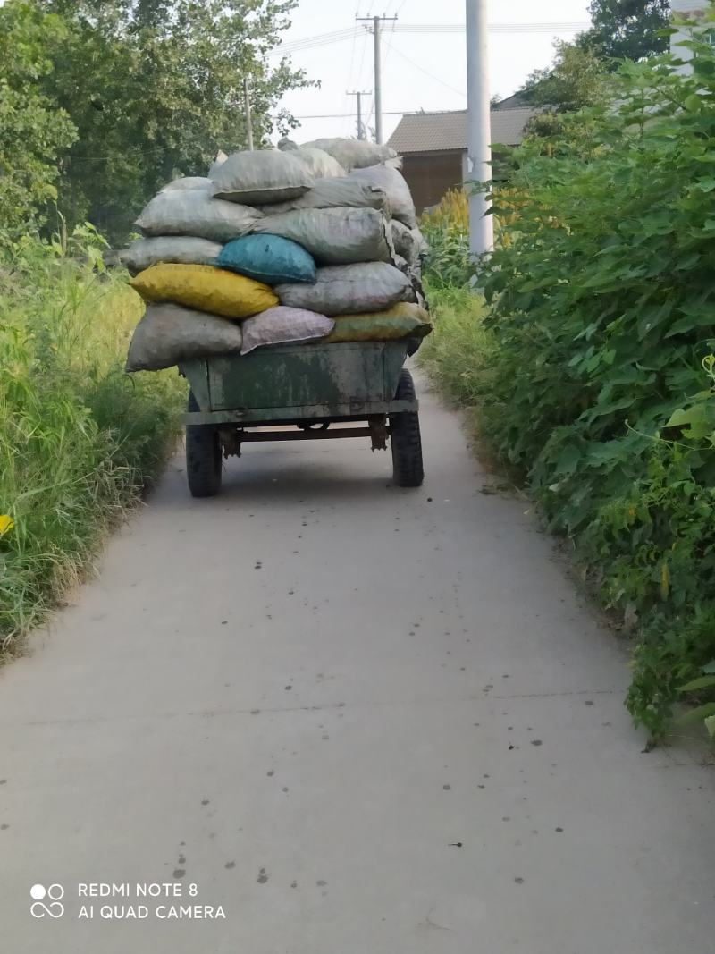 基地老菱角上市，产量大品优价廉，诚信经营欢迎订购！