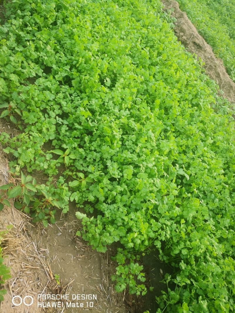 香菜