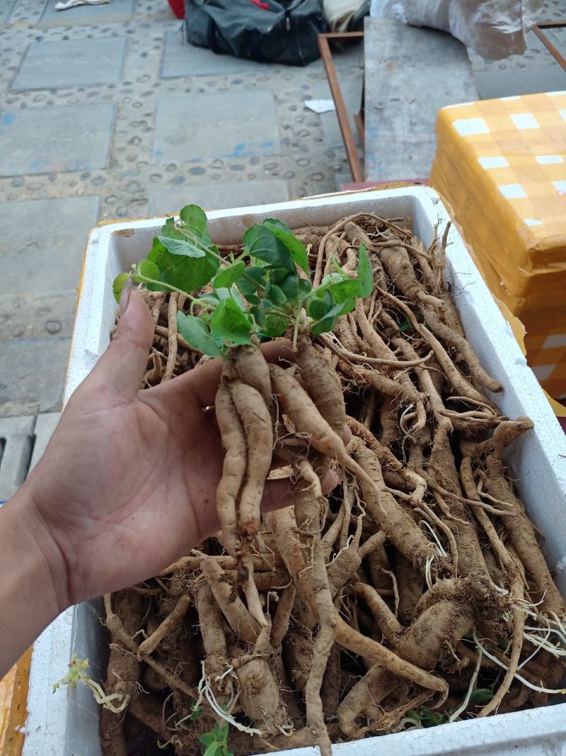 土党参，贵州野生土当参，奶浆根，干货，无熏琉，不染色，