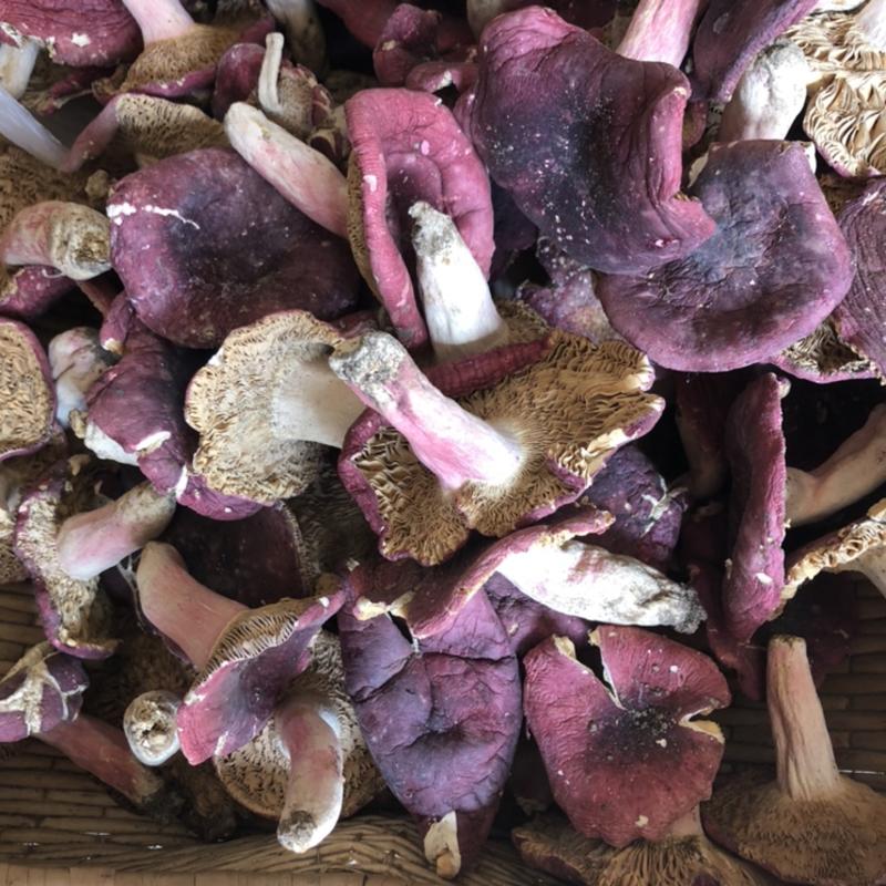 野生红菇大片红蘑菇干货新货红香菌产批发，常年有货