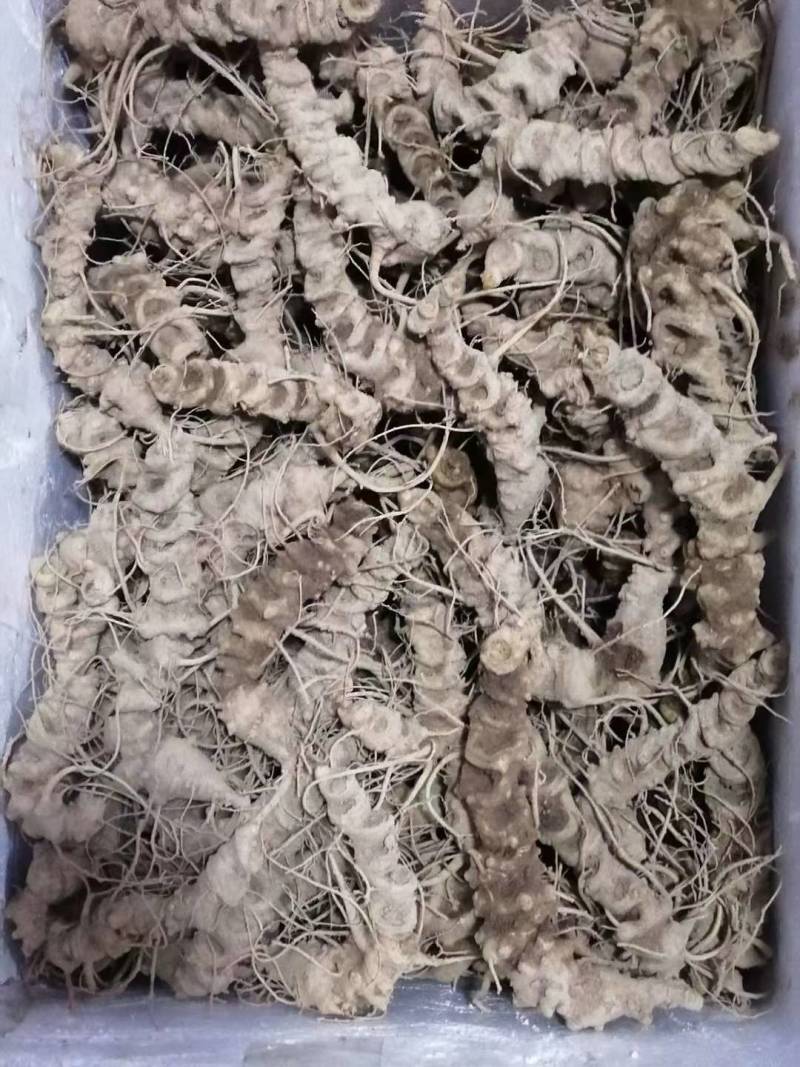 中药根茎类
