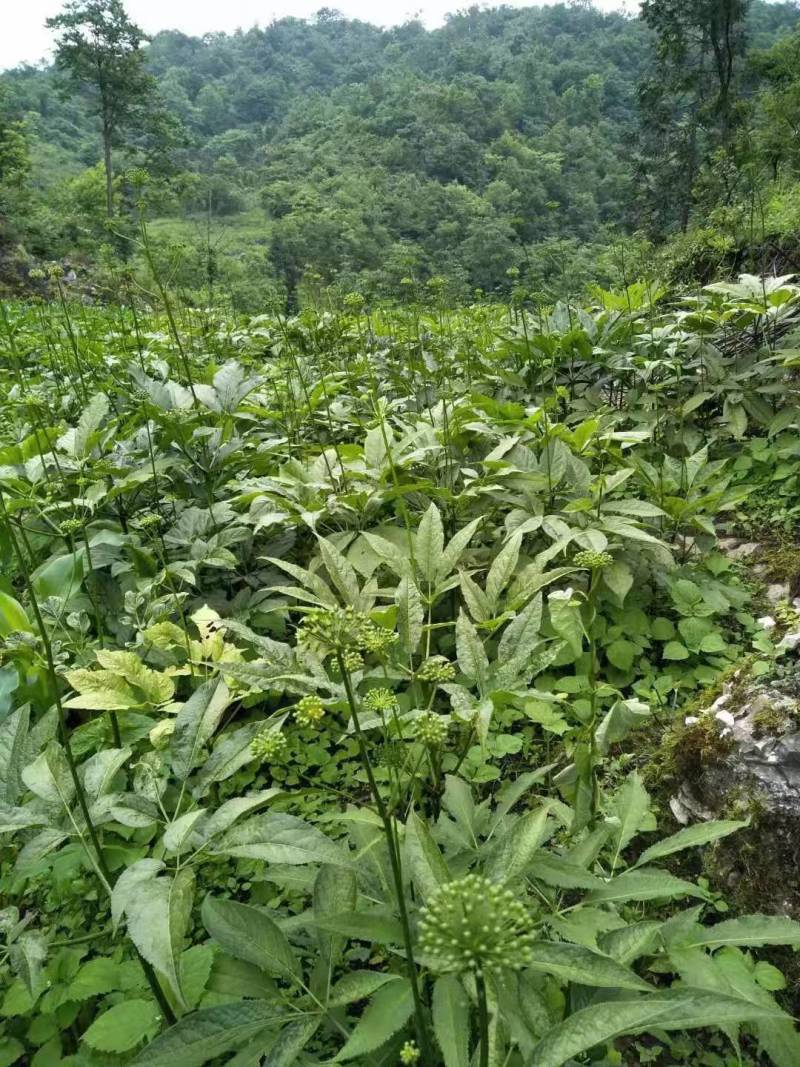 中药根茎类