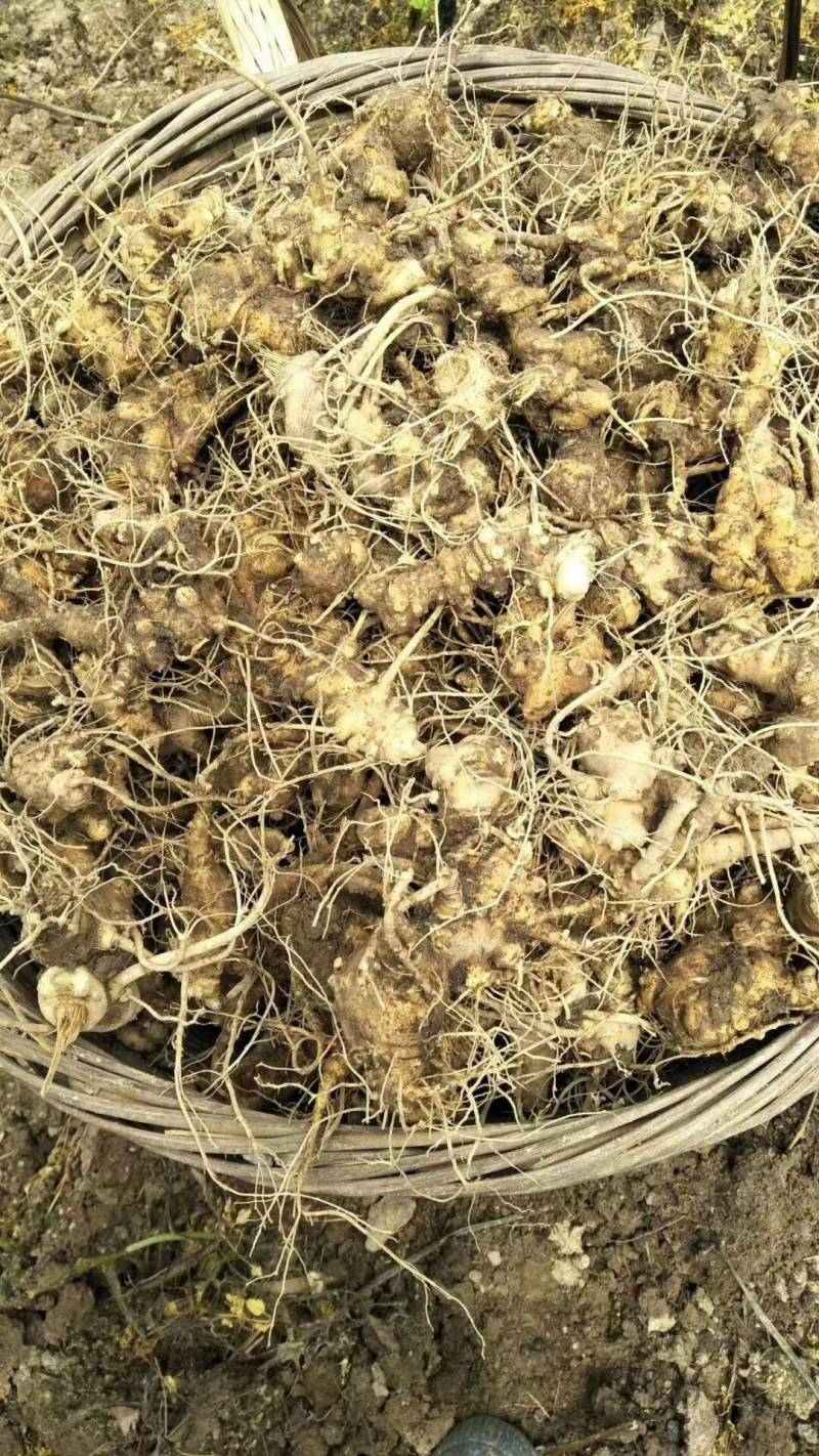 中药根茎类
