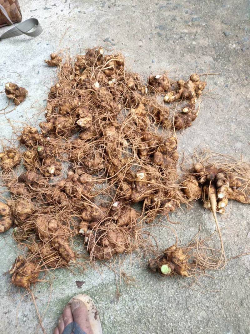 中药根茎类