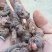 中药材纯野生草血竭，四川凉山州发货，鲜品统货现釆现发。