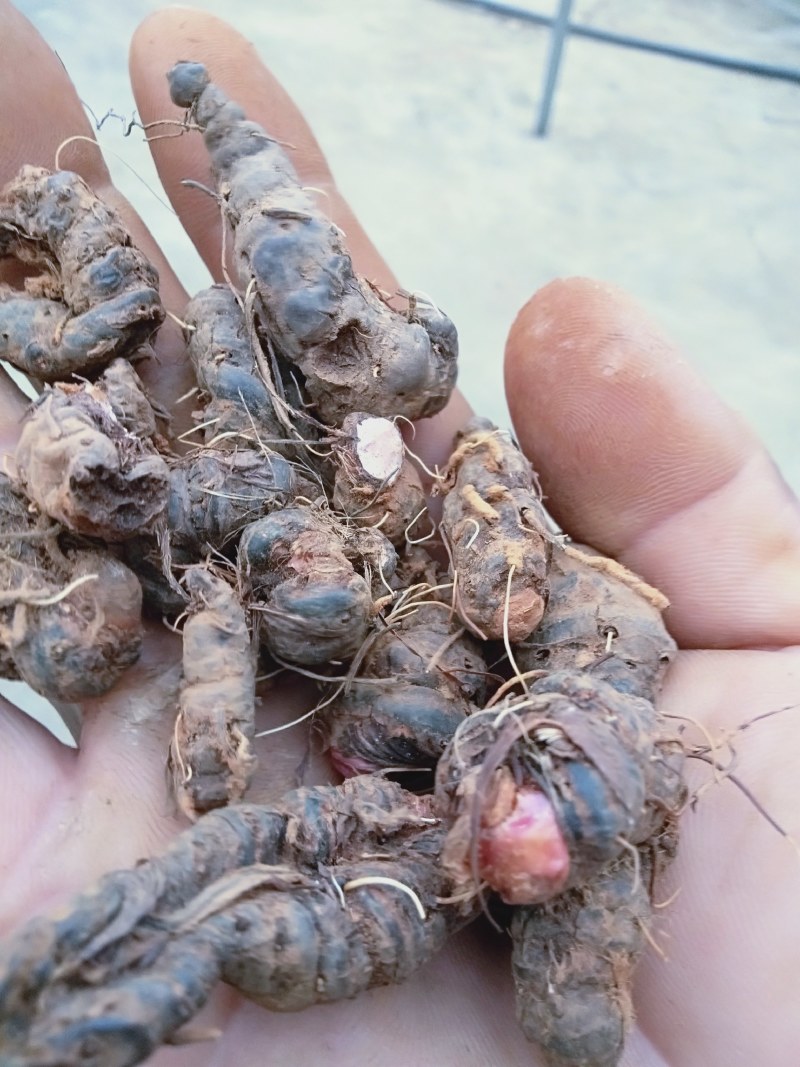 中药材纯野生草血竭，四川凉山州发货，鲜品统货现釆现发。