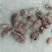 中药材纯野生草血竭，四川凉山州发货，鲜品统货现釆现发。