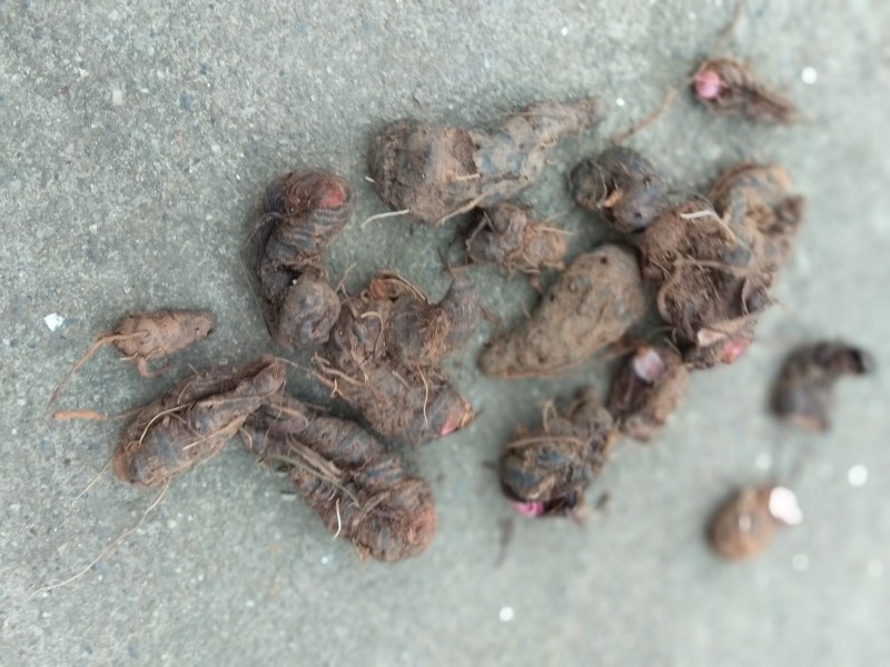 中药材纯野生草血竭，四川凉山州发货，鲜品统货现釆现发。