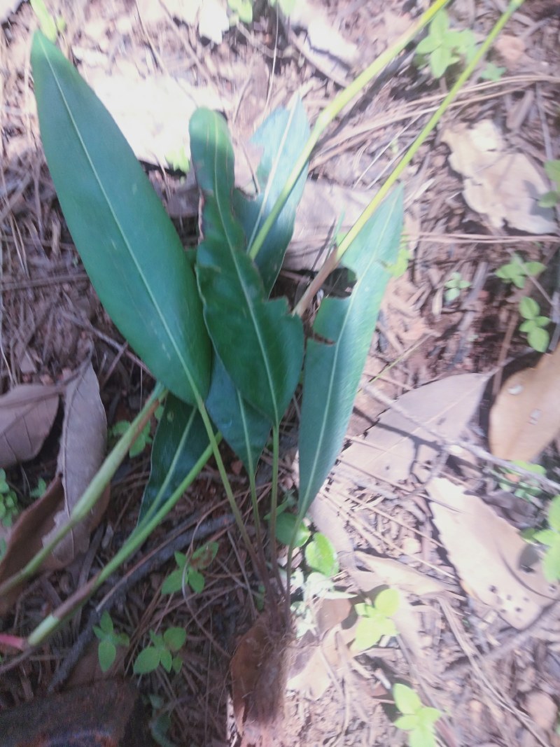 中药材纯野生草血竭，四川凉山州发货，鲜品统货现釆现发。