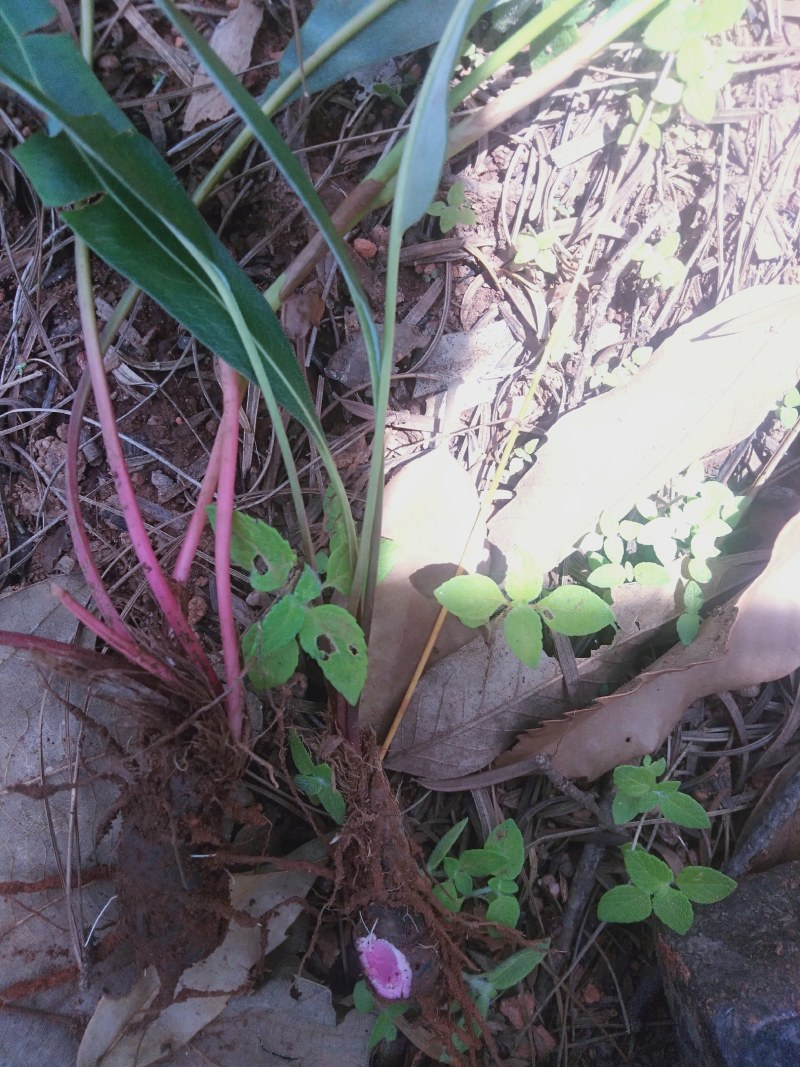 中药材纯野生草血竭，四川凉山州发货，鲜品统货现釆现发。
