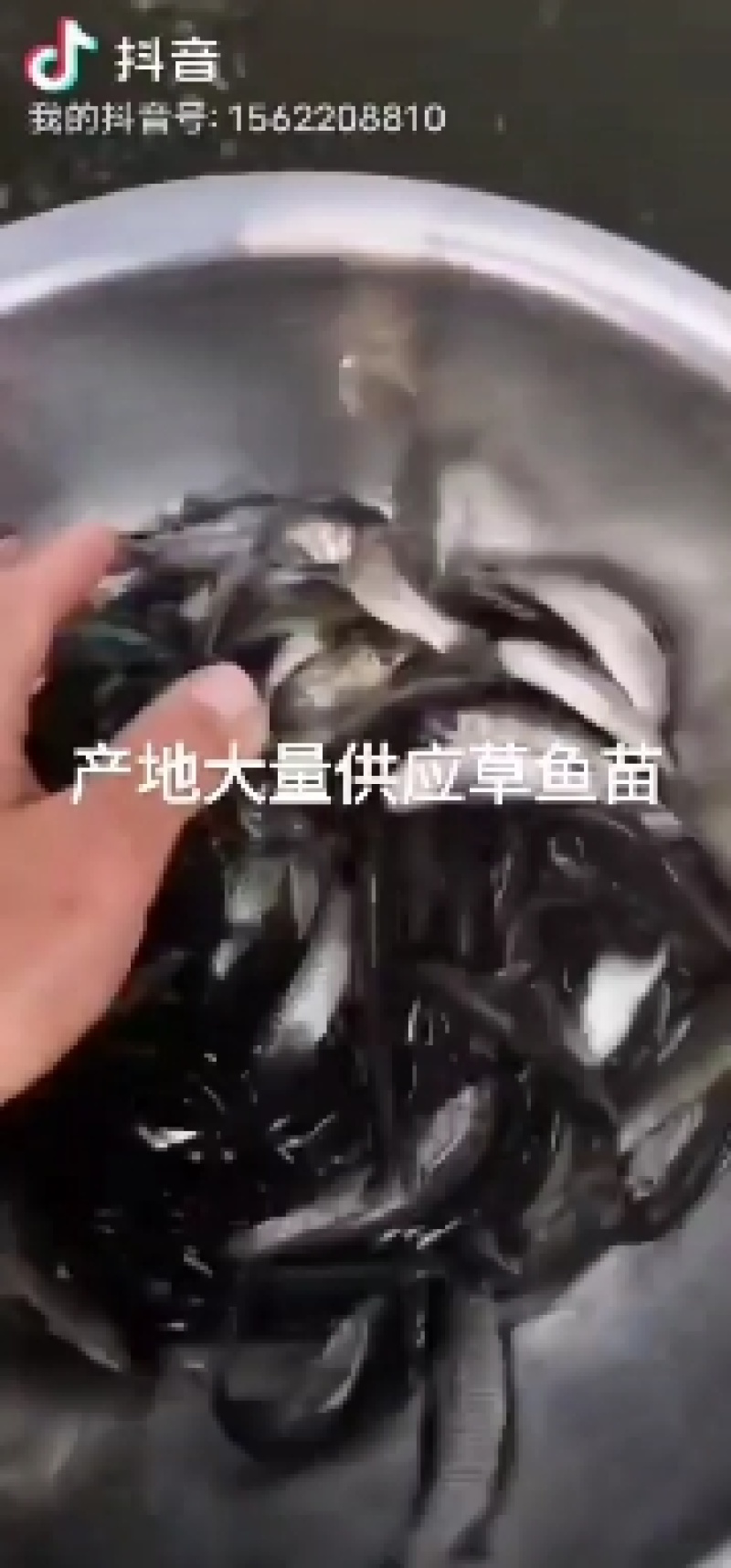 产地鱼苗场批发大量供应各种优良品种黄骨鱼苗