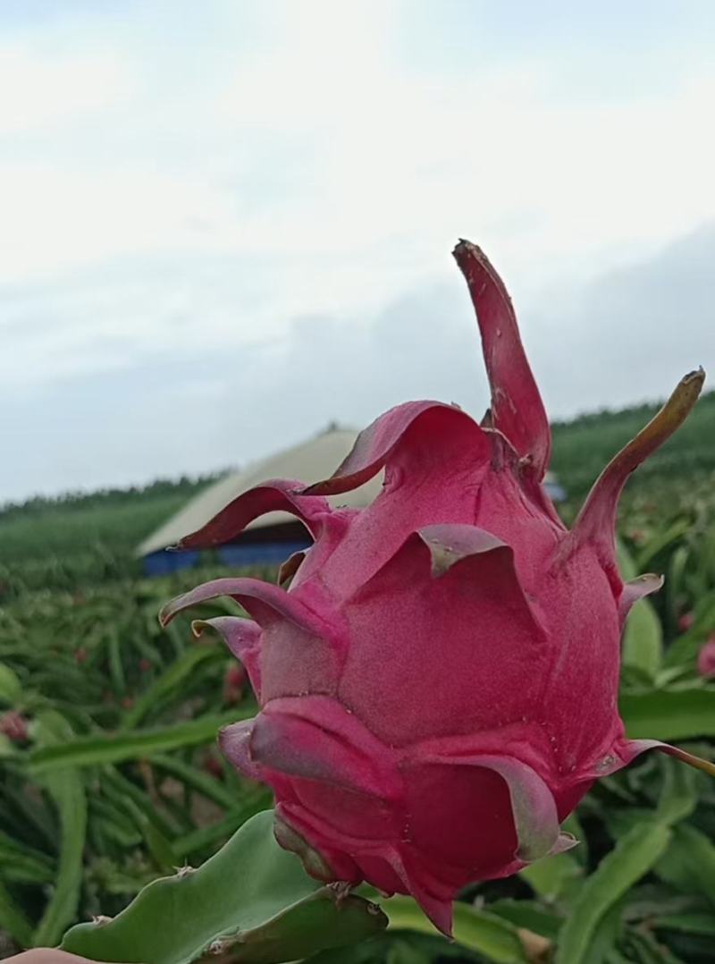 基地火龙果