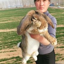 法国公羊兔，抗病能力强，产崽率高，长势快，体形大
