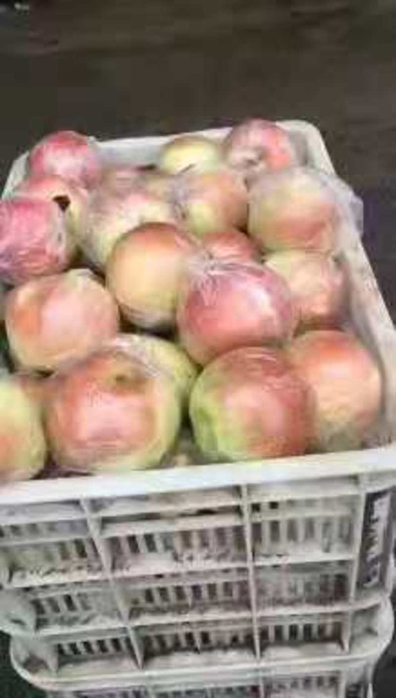 美八苹果产地批发膜袋美八苹果大量上市货源充足全国发货