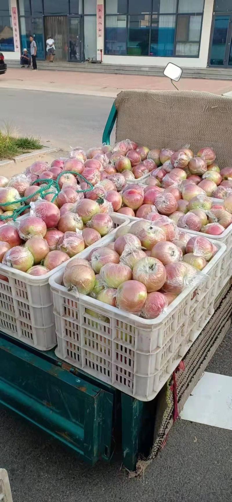 美八苹果美八苹果产地批发一手货源全国发货