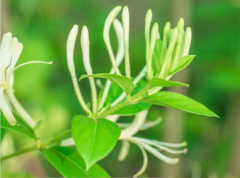 秦岭野金银花精选特级干花散装清热茶200克包邮