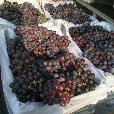 夏黑葡萄大量现货出售产地直销保质保量价格便宜