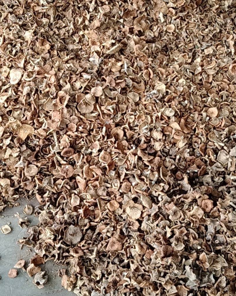 松树菌松乳菇奶香菌铜绿菌大喇叭张寒菌谷熟菌雁来菌干货