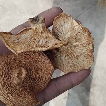 松树菌松乳菇奶香菌铜绿菌大喇叭张寒菌谷熟菌雁来菌干货