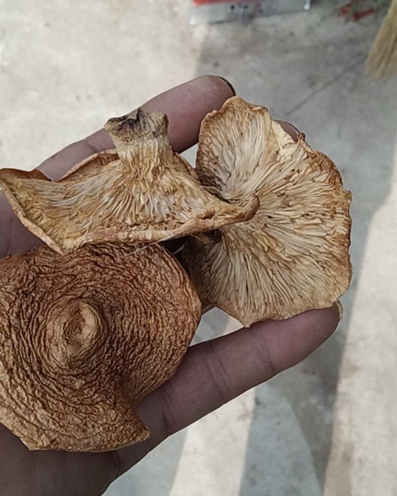 松树菌松乳菇奶香菌铜绿菌大喇叭张寒菌谷熟菌雁来菌干货