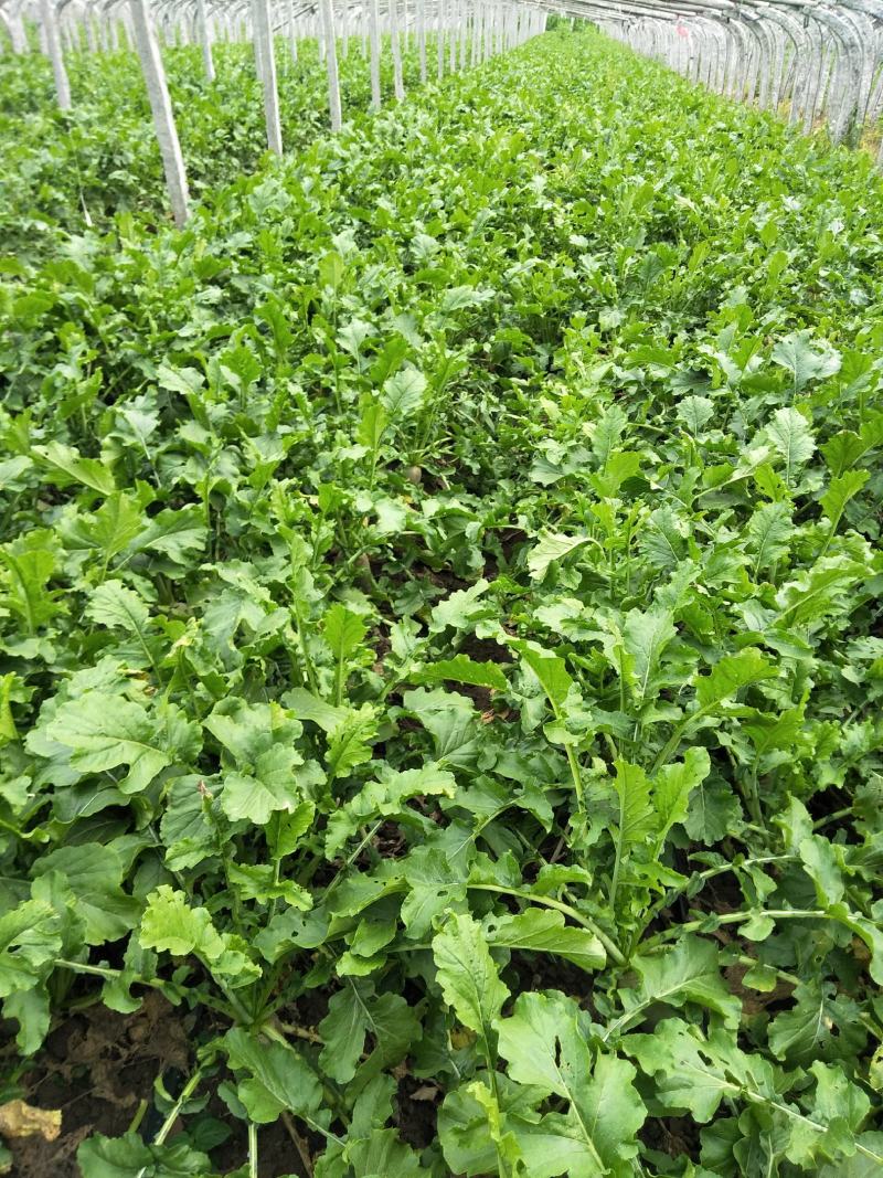 青萝卜春天秋天大量供应质优价廉