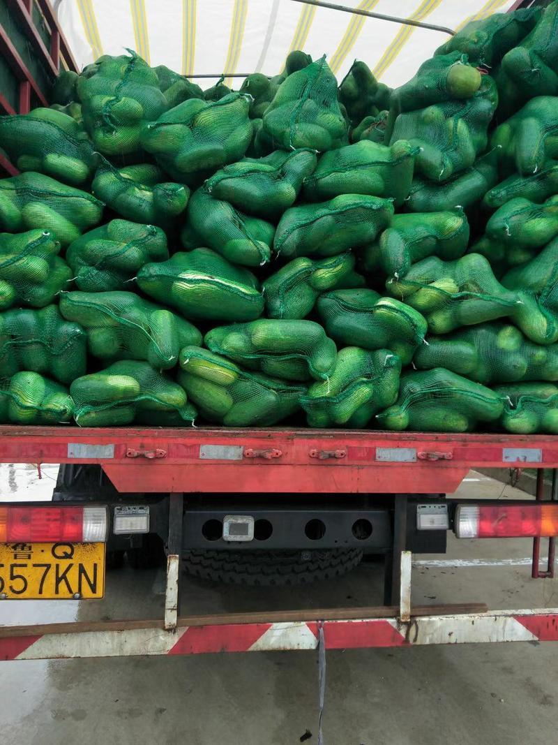 小冬瓜地冬瓜大量供应，有多种蔬菜配车欢迎光临