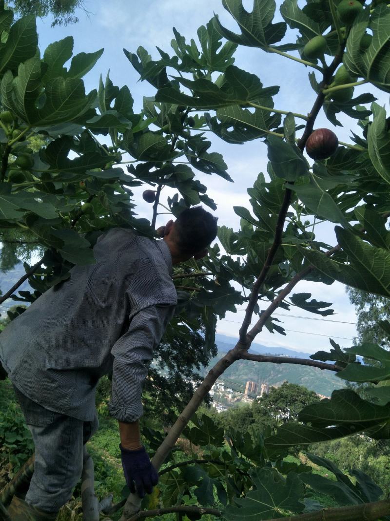 《新鲜采摘》基地种植无花果可提供冷库打包分捡代办