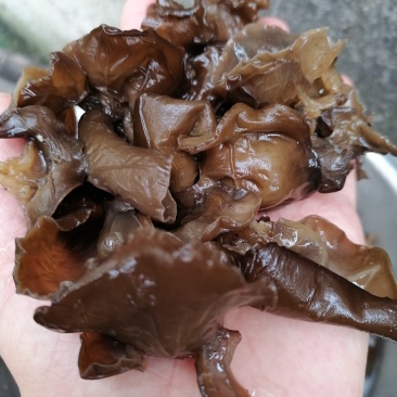 黑木耳