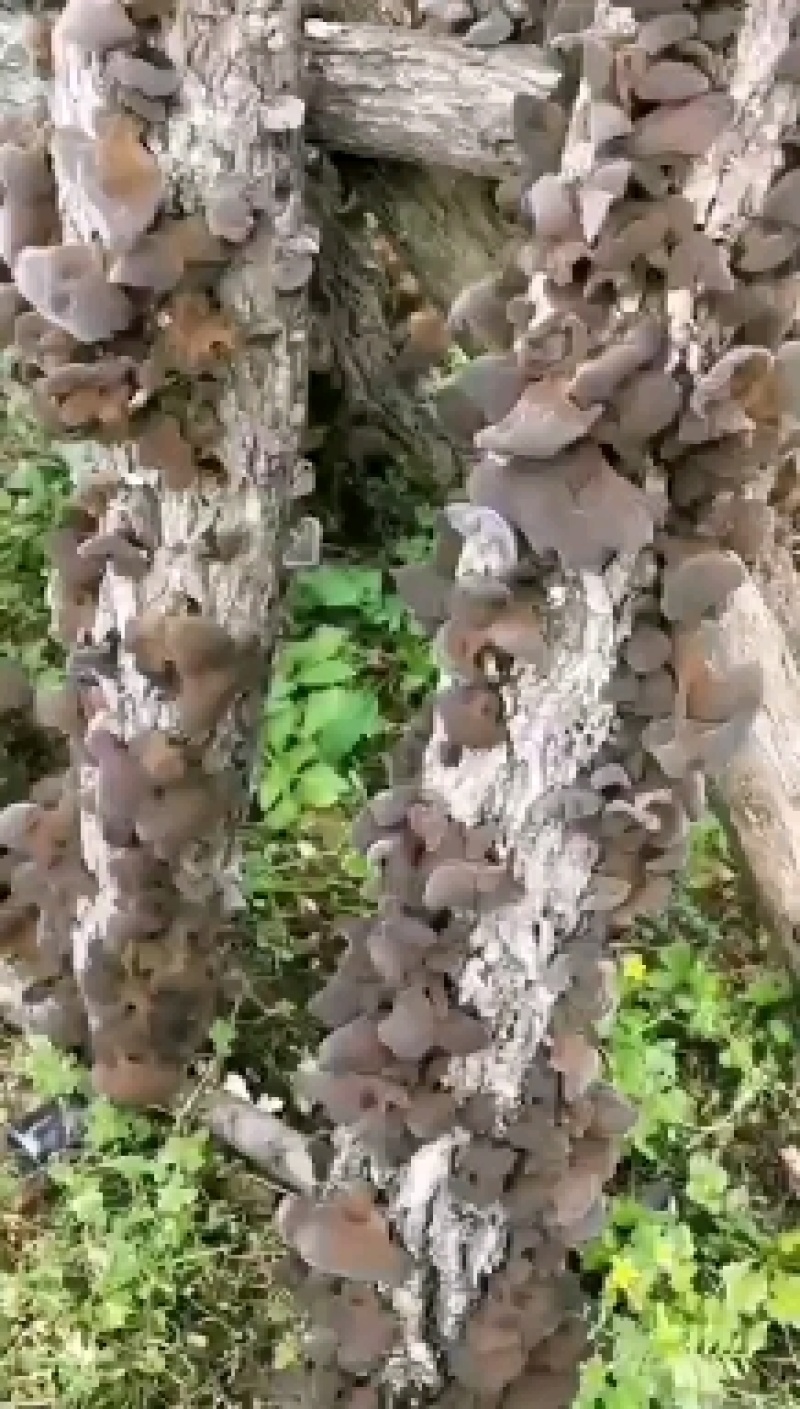 黑木耳