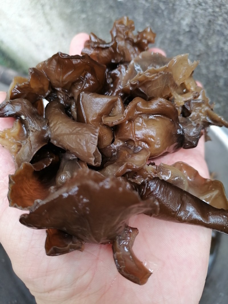 黑木耳