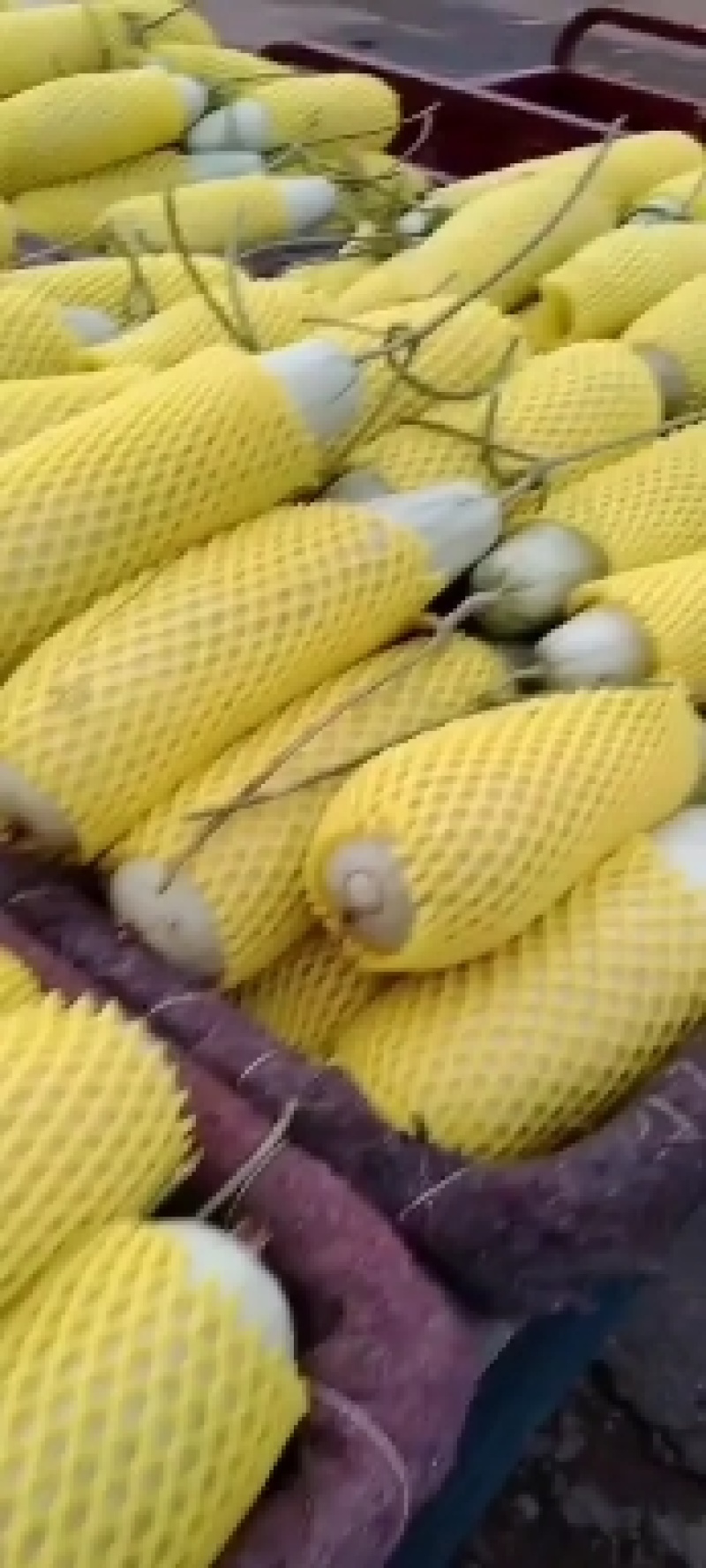 滑县八里香香瓜，玉菇，脆梨，脆红，博阳，久红瑞，大量上市