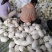 滑县八里香香瓜，玉菇，脆梨，脆红，博阳，久红瑞，大量上市