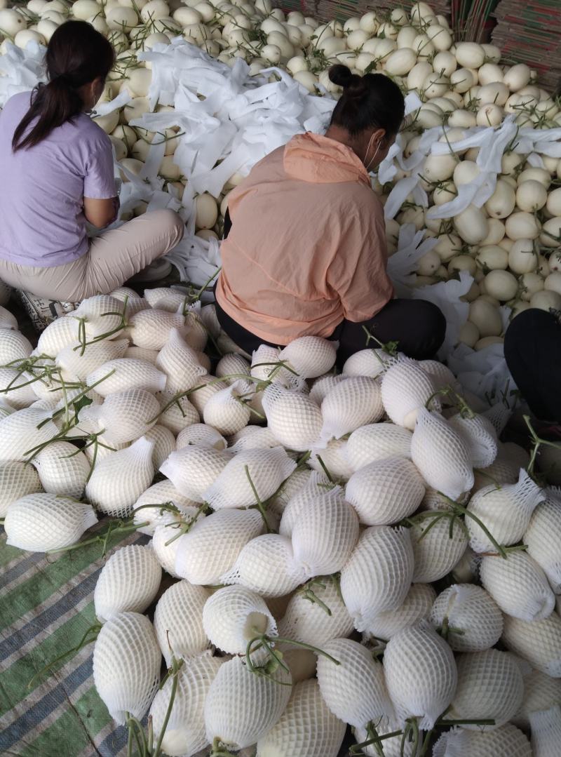 滑县八里香香瓜，玉菇，脆梨，脆红，博阳，久红瑞，大量上市
