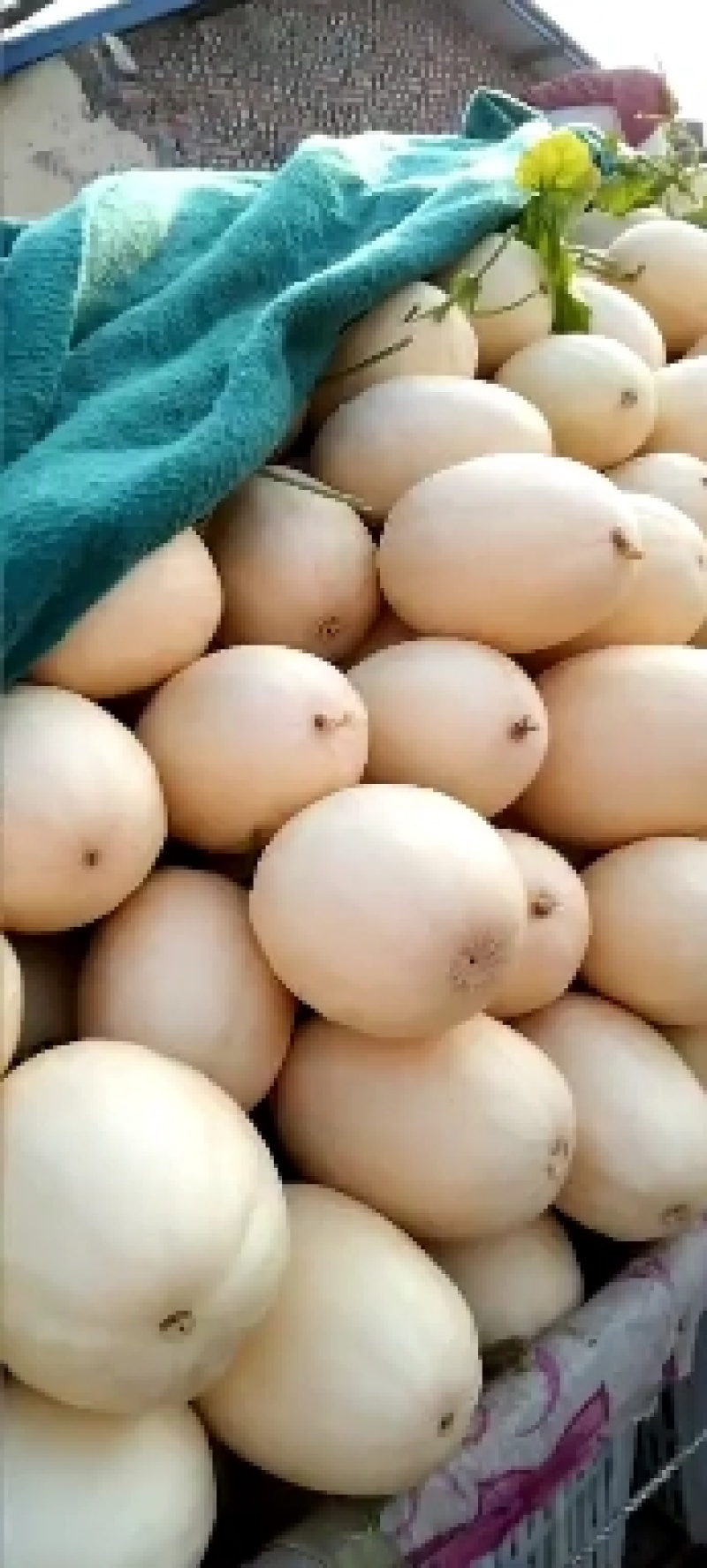 滑县八里香香瓜，玉菇，脆梨，脆红，博阳，久红瑞，大量上市