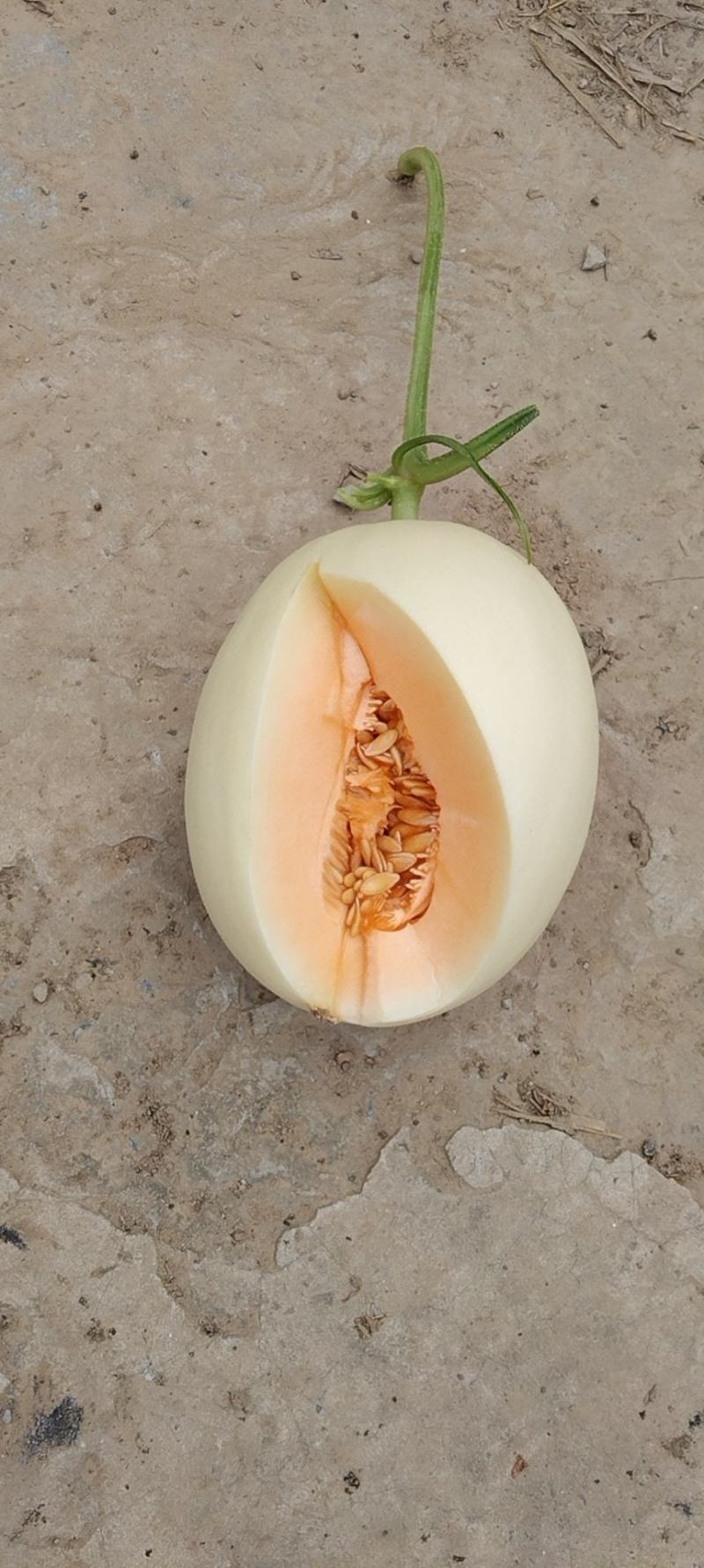 滑县八里香香瓜，玉菇，脆梨，脆红，博阳，久红瑞，大量上市