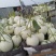 滑县八里香香瓜，玉菇，脆梨，脆红，博阳，久红瑞，大量上市