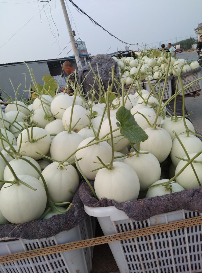 滑县八里香香瓜，玉菇，脆梨，脆红，博阳，久红瑞，大量上市