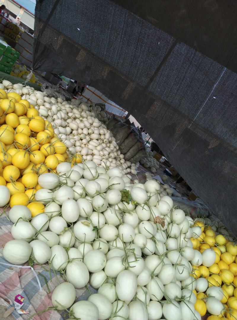 滑县八里香香瓜，玉菇，脆梨，脆红，博阳，久红瑞，大量上市