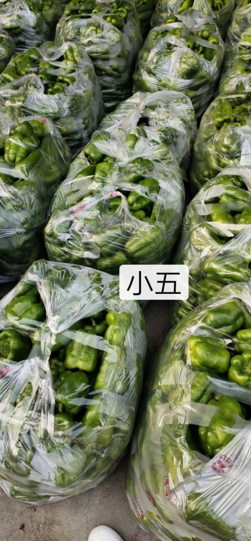 【热销】河北鲜辣椒精品圆椒产地直供量大从优欢迎
