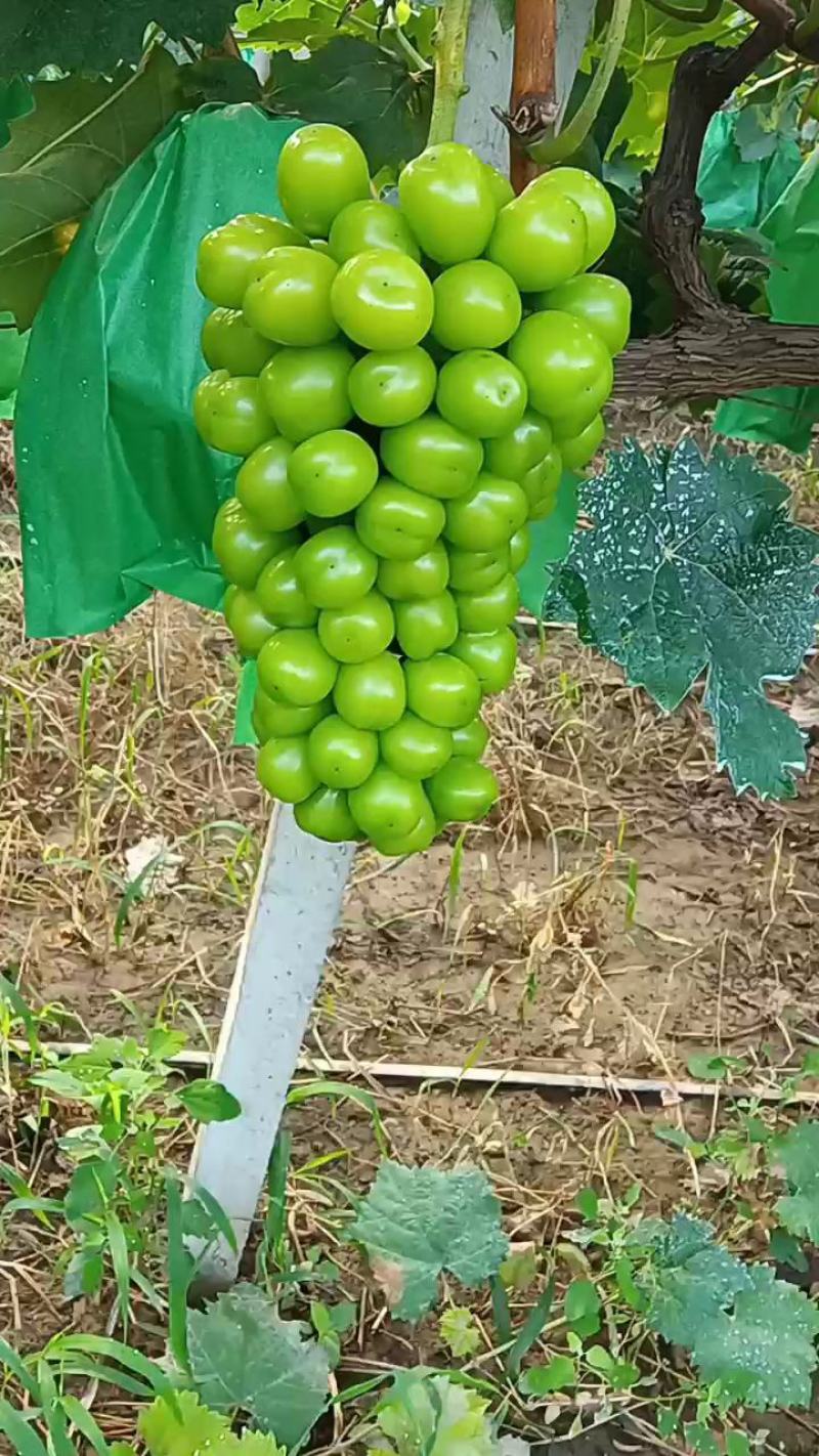 阳光玫瑰葡萄，脆甜可口，香味浓郁，颗粒大